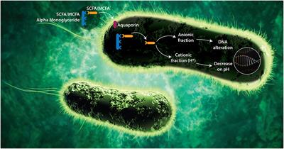 Short and Medium Chain Fatty Acids and Their Derivatives as a Natural Strategy in the Control of Necrotic Enteritis and Microbial Homeostasis in Broiler Chickens